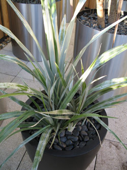 tropical Astelia