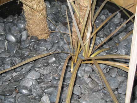 tropical_cordyline