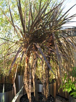 tropical_cordyline2